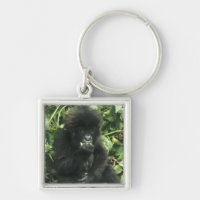 Gorilla (Gorilla gorilla beringei)