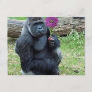 Gorilla Holding Blume Postkarte