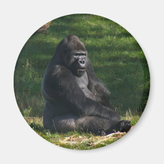 Gorilla im Sun-Magneten Magnet