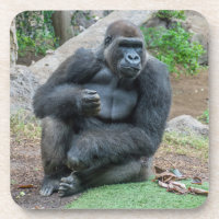 Gorilla in den harten Untersetzer des Zoos