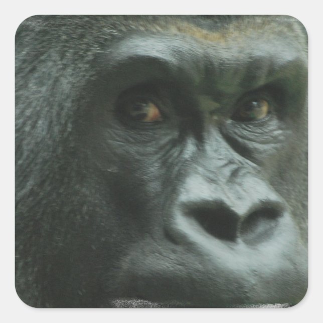 Gorilla in den Nebelklebern Quadratischer Aufkleber (Vorderseite)