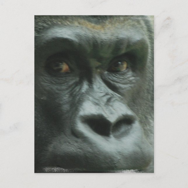 Gorilla in den Nebelpostkarten Postkarte (Vorderseite)