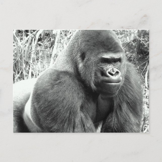 Gorilla in Schwarz und Weiß Postkarte (Vorderseite)