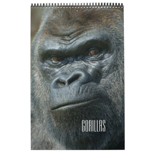 Gorilla-Kalender 2026 Kalender (Titelbild)