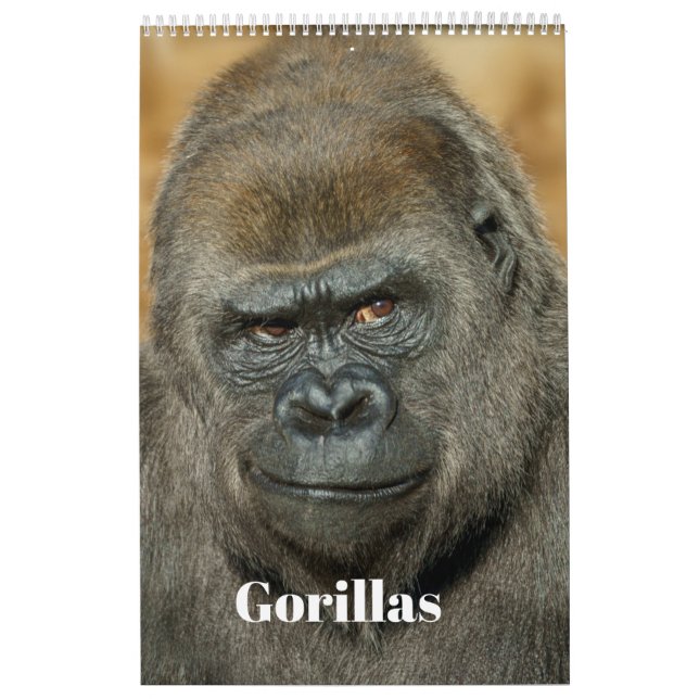 Gorilla-Kalender 2026 Kalender (Titelbild)