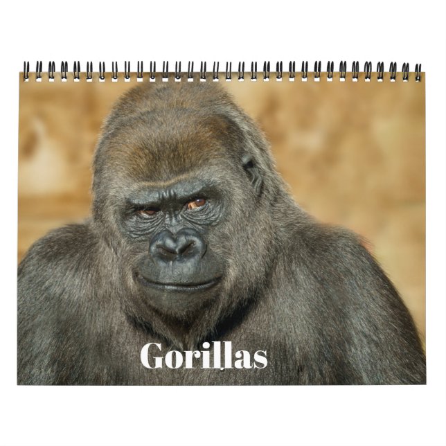 Gorilla-Kalender 2026 Kalender (Titelbild)