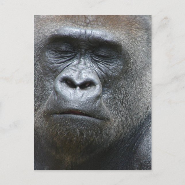 Gorilla Look Postcard Postkarte (Vorderseite)