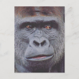 Gorilla-Look Postkarte