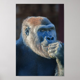 Gorilla Lope Poster