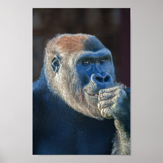 Gorilla Lope Poster (Vorne)