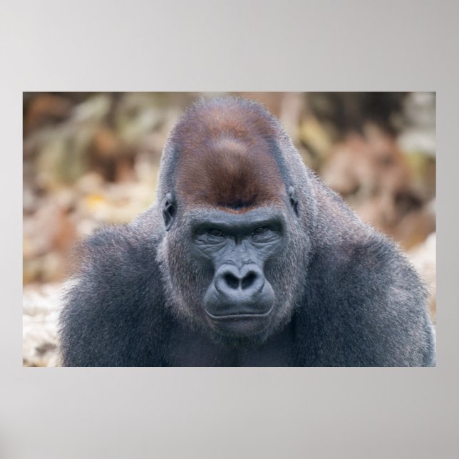 Gorilla Lope sieht 2025 stark aus Poster (Vorne)