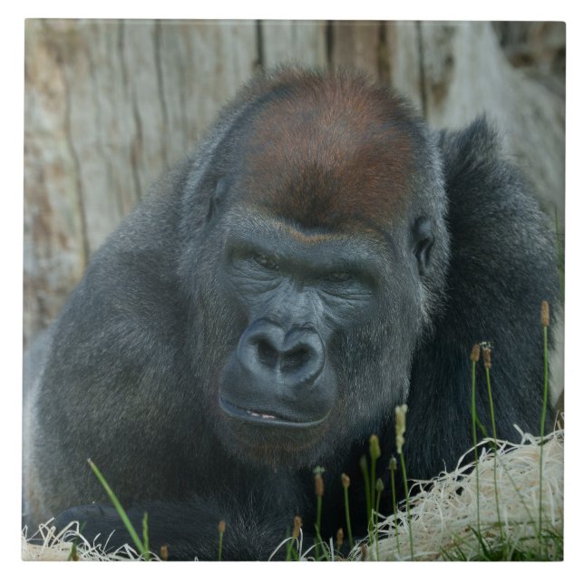 Gorilla Lope's Chill Time Fliese (Vorderseite)