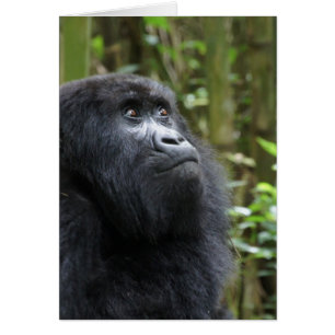 Gorilla meine Träume - Frau