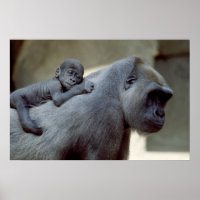 Gorilla Mother und Baby