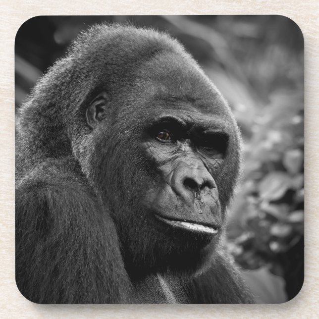 Gorilla Nah Schwarz-Weiß-Portrait Getränkeuntersetzer (Vorderseite)