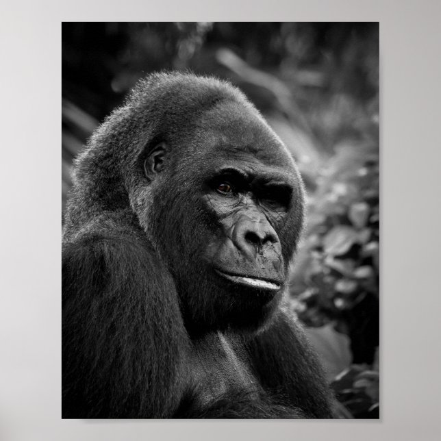 Gorilla Nah Schwarz-Weiß-Portrait Poster (Vorne)