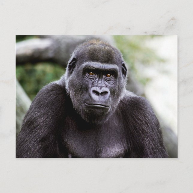 Gorilla Nah-up Portrait Foto Postkarte (Vorderseite)