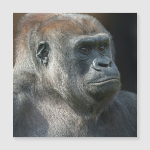 Gorilla Ozala Magnetkarte