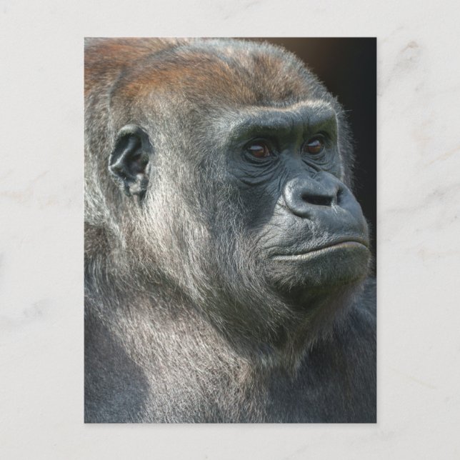 Gorilla Ozala Postkarte (Vorderseite)