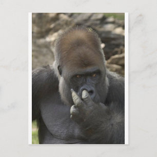 gorilla pflücken seine Nase - eeeewwww! Postkarte