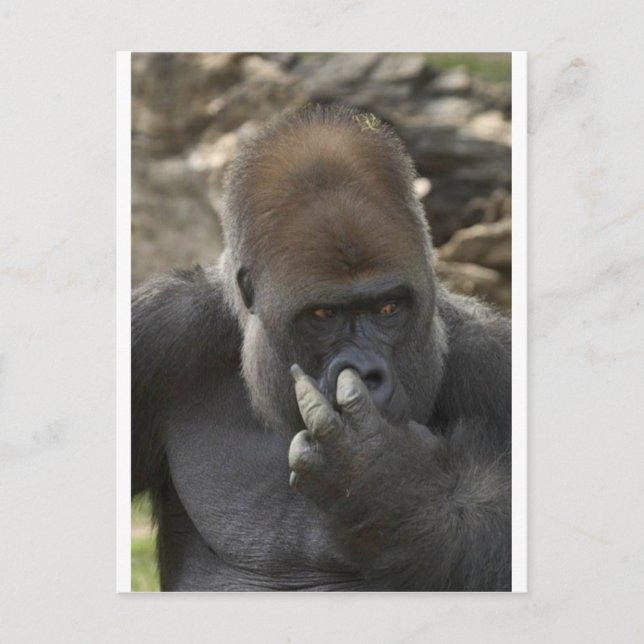 gorilla pflücken seine Nase - eeeewwww! Postkarte (Vorderseite)