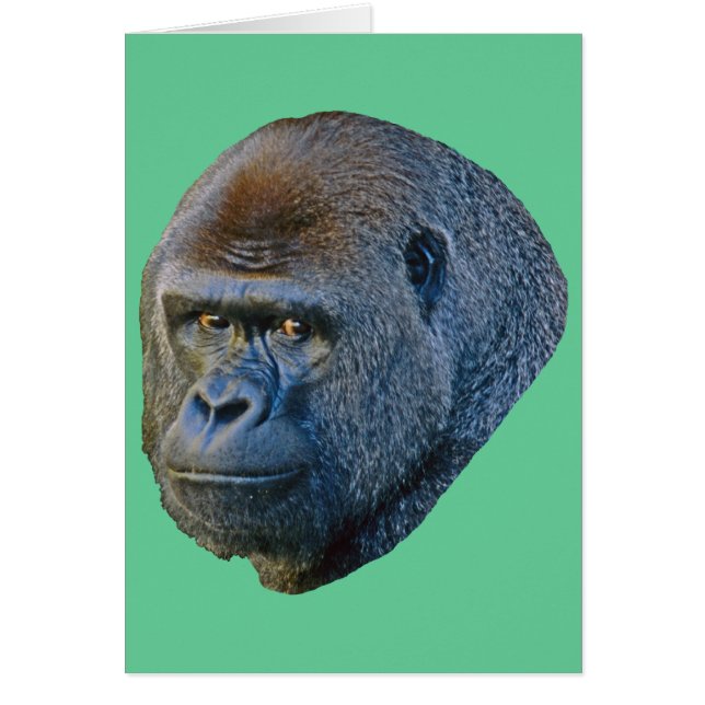 Gorilla Picture (Vorne)