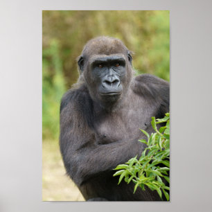 Gorilla-Portrait Poster