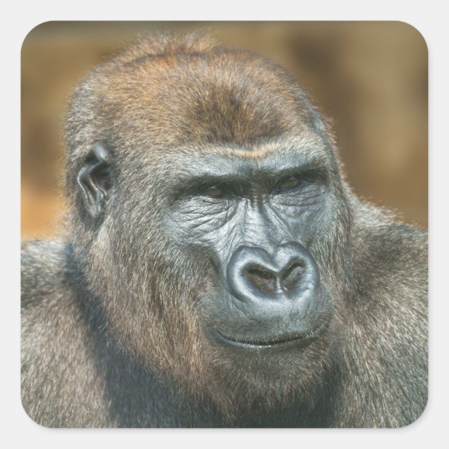 Gorilla Portrait Quadratischer Aufkleber (Vorderseite)