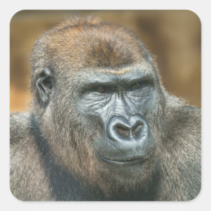 Gorilla Portrait Quadratischer Aufkleber