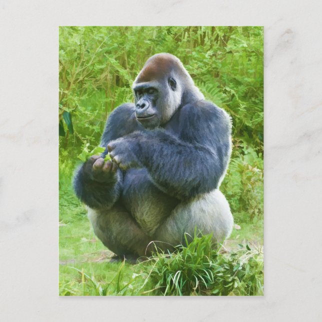 Gorilla Postcard Postkarte (Vorderseite)