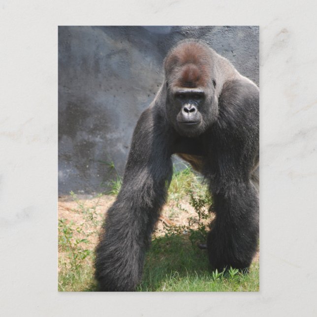 Gorilla Postcard Postkarte (Vorderseite)