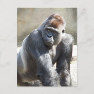 Gorilla Postcard Postkarte