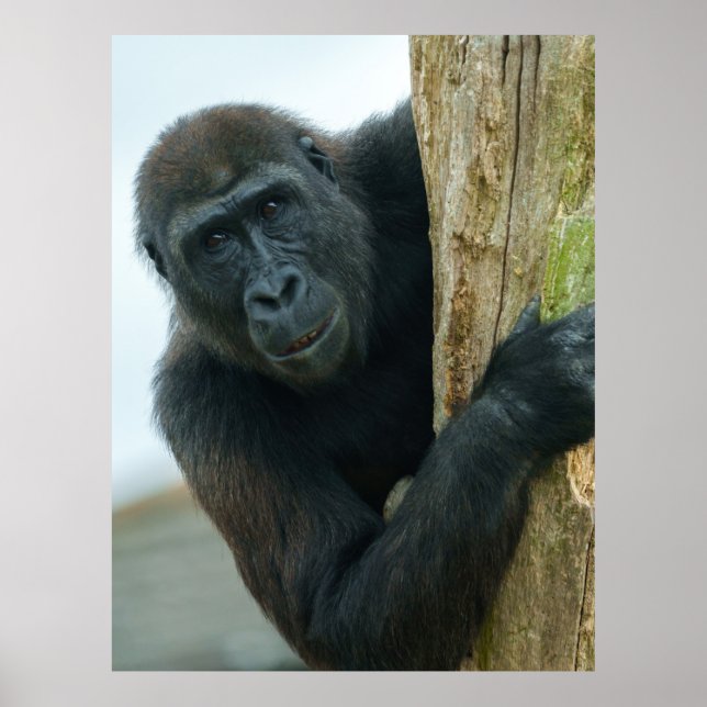 Gorilla Poster (Vorne)