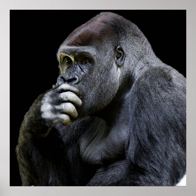 Gorilla Poster (Vorne)