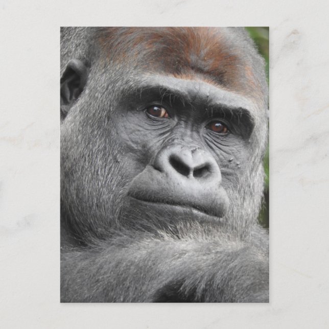 Gorilla Postkarte (Vorderseite)