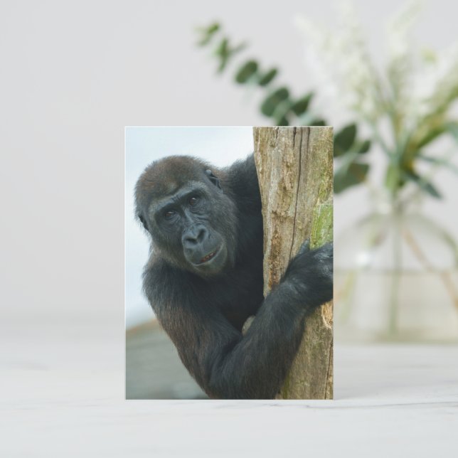 Gorilla Postkarte (Stehend Vorderseite)