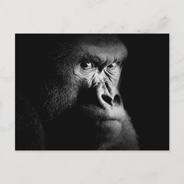 Gorilla Postkarte (Vorderseite)
