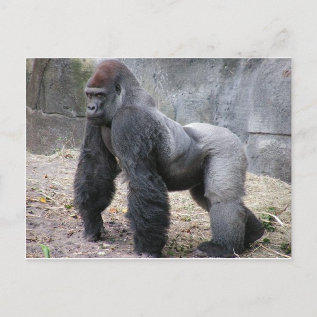 Gorilla Postkarte (Vorderseite)