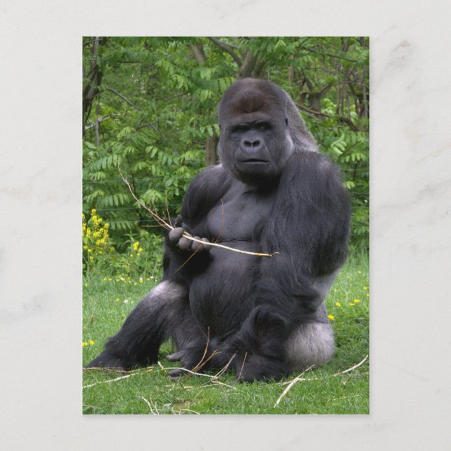 Gorilla Postkarte (Vorderseite)