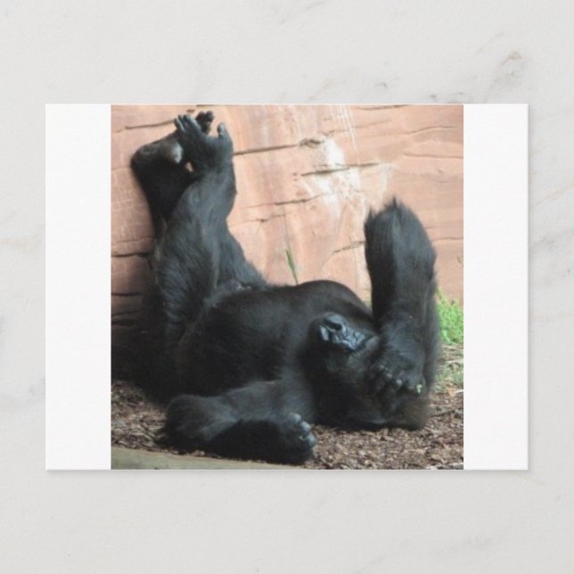 GORILLA POSTKARTE (Vorderseite)