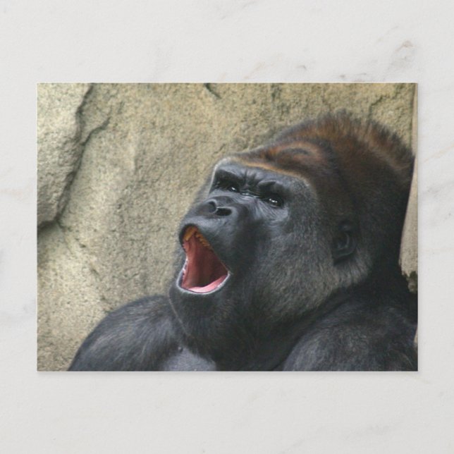 Gorilla-Postkarte singen Postkarte (Vorderseite)
