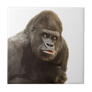 Gorilla Pout Fliese