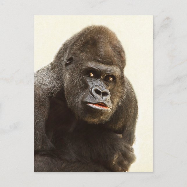 Gorilla Pout Postkarte (Vorderseite)