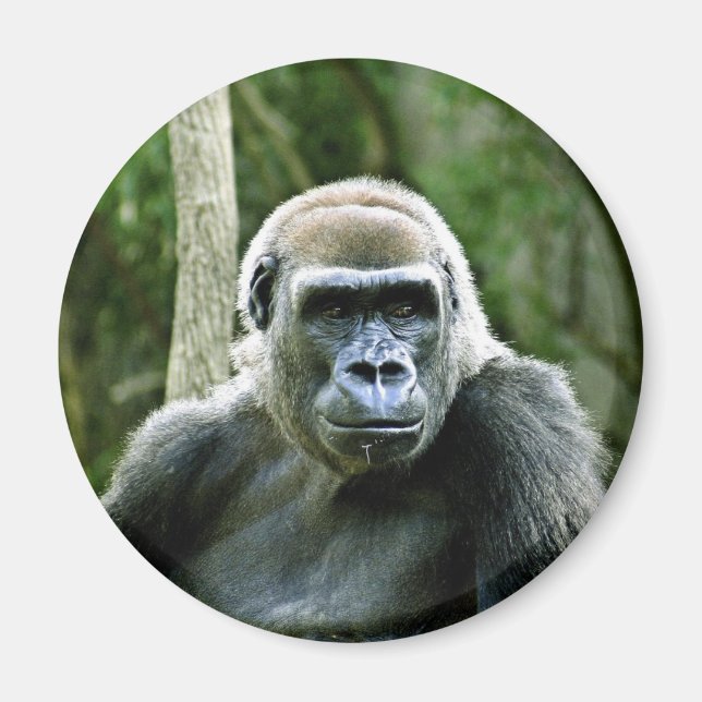 Gorilla Profile Magnet (Vorne)