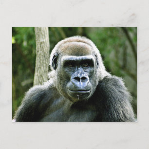 Gorilla Profile Postcard Postkarte