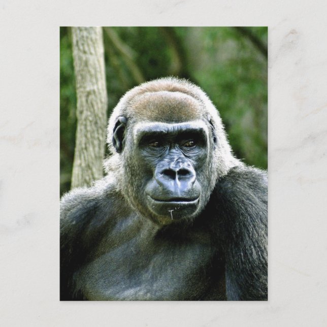 Gorilla Profile Postcard Postkarte (Vorderseite)