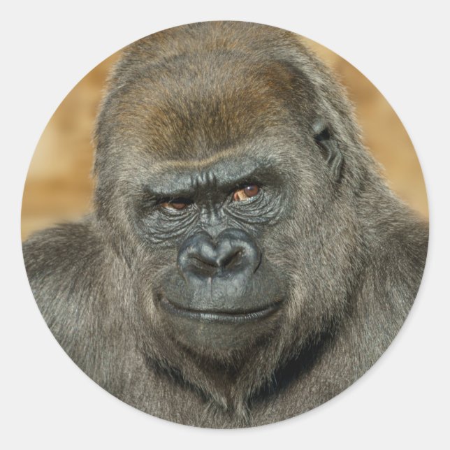 Gorilla Runder Aufkleber (Vorderseite)