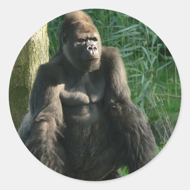Gorilla Runder Aufkleber (Vorderseite)