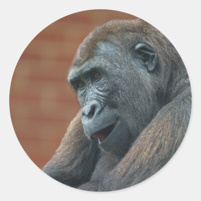 Gorilla Shufai Runder Aufkleber (Vorderseite)