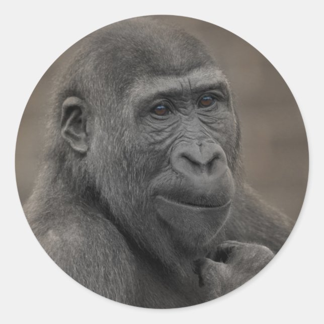 Gorilla Shufai Runder Aufkleber (Vorderseite)